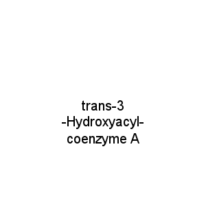 trans-3-Hydroxyacyl-coenzyme A